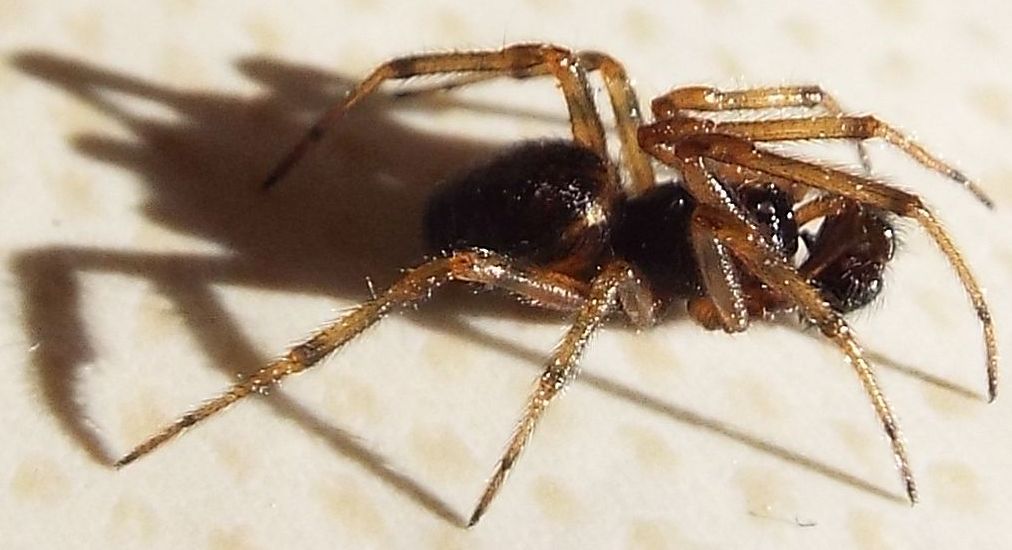 Steatoda bipunctata - Vigo di Fassa (TN)